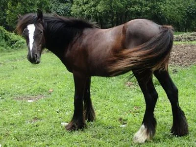 "Tristen" Gypsy Vanner