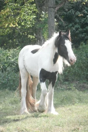 "Tara" Gypsy Vanner