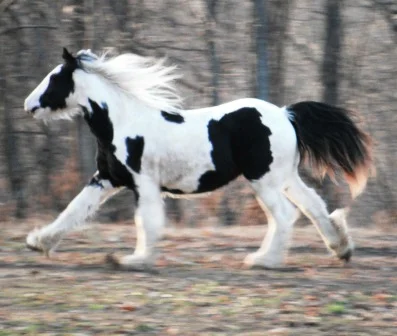 "Danny Boy" Gypsy Vanner