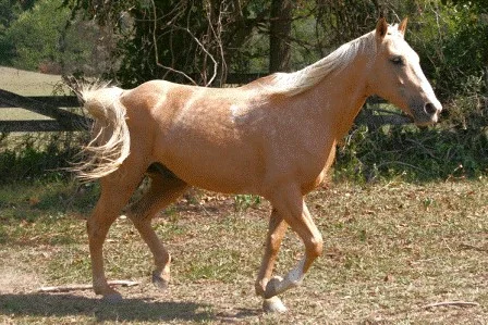 "Nugget" Palomino Quarter Horse