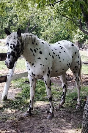 "Sequoia" Appaloosa