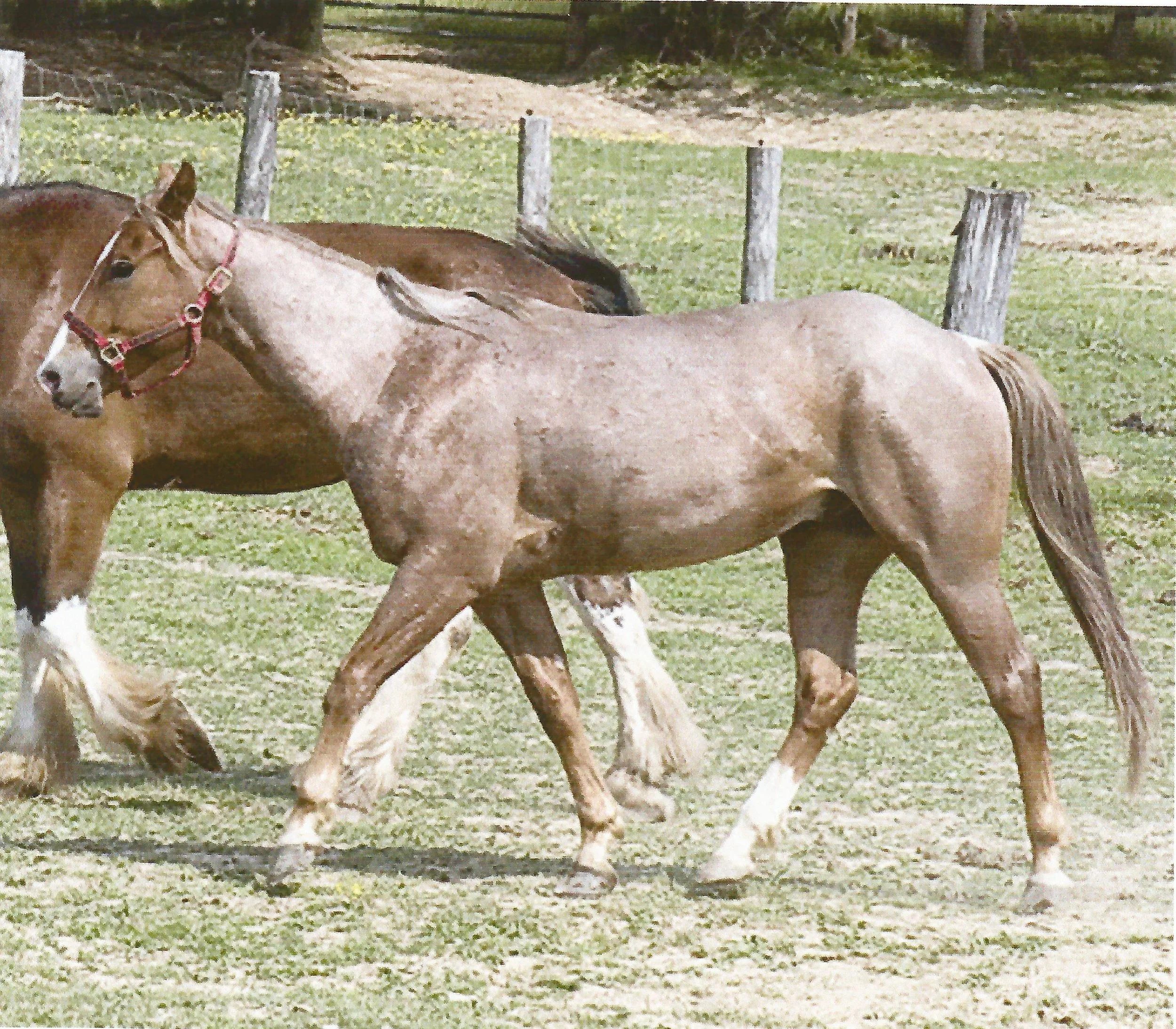 "Rusty" Quarter Horse