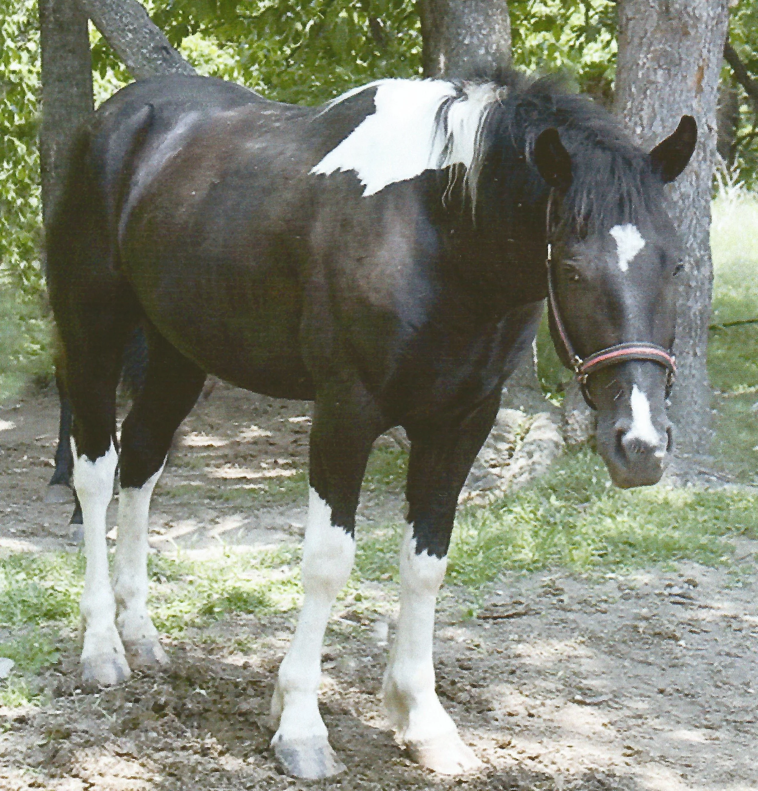 "Tag" Paint/Percheron