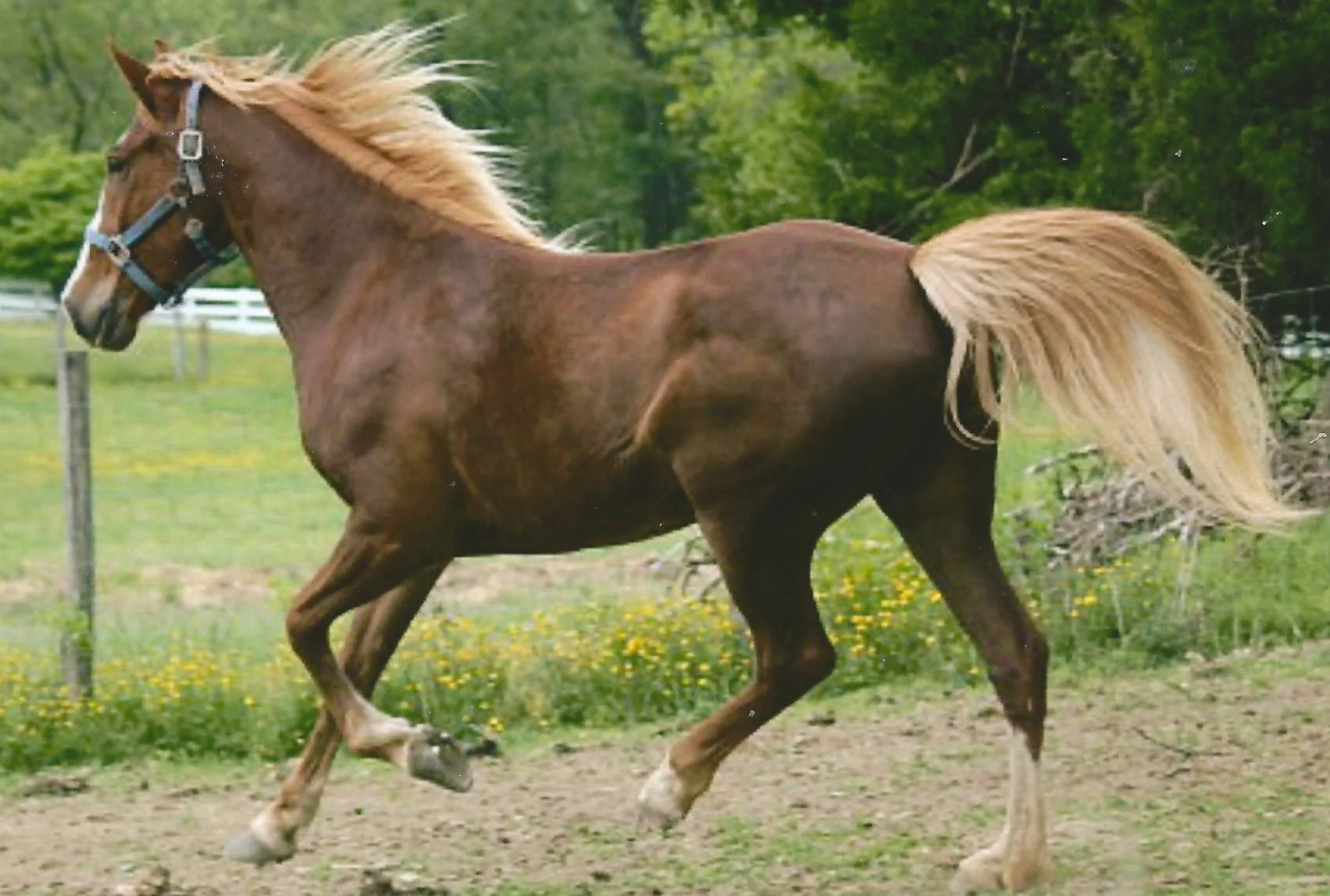 "Sugar" Kentucky Mountain Saddled Horse
