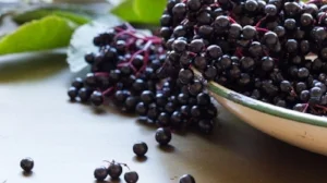 Elderberries-800x450.jpg