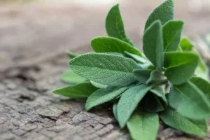 Jesmond-Fruit-Barn-Styled-Sage.jpg