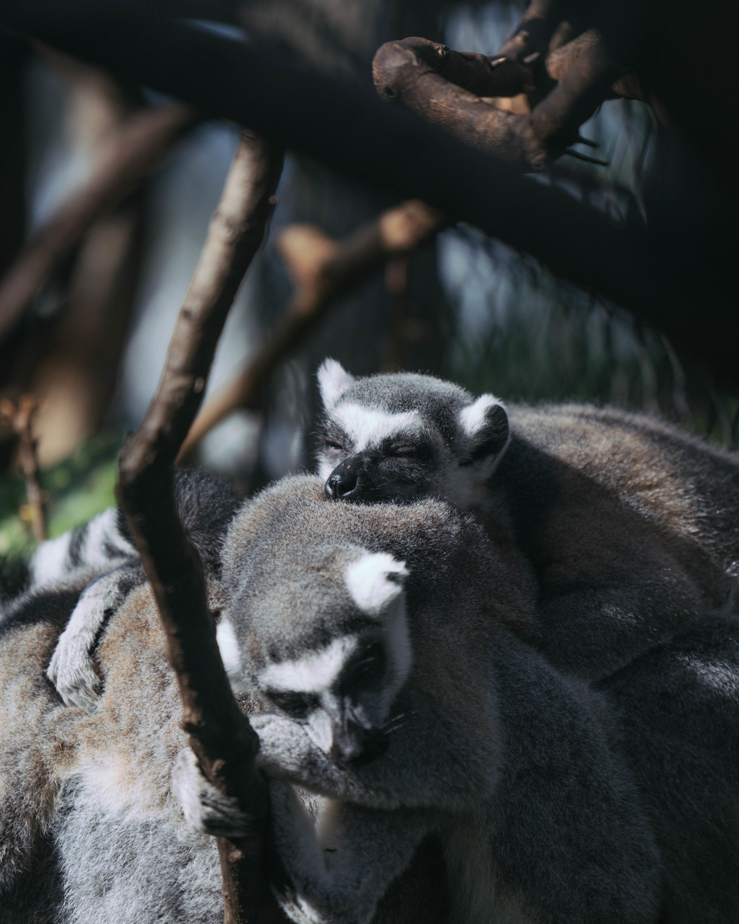 Cute and cosy sleeping Lemurs at the Florida Aquarium. Its not just about the fish!
