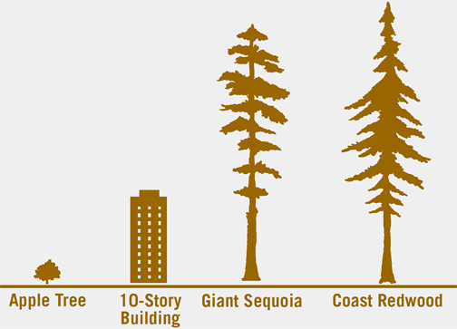 image source: savetheredwoods.org