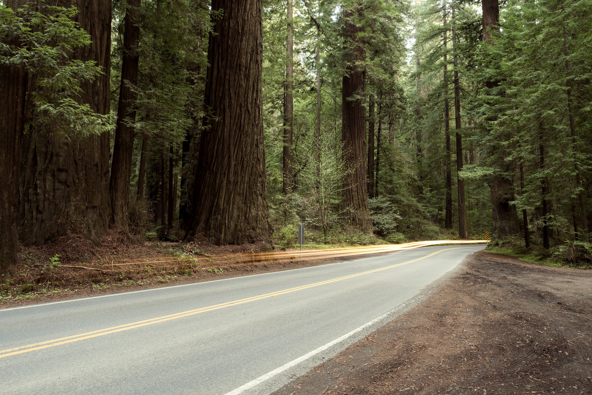 The tragedy is the recognition that only 5% of the old growth forests remain. These are them. It feels small knowing that. Curtis Perry