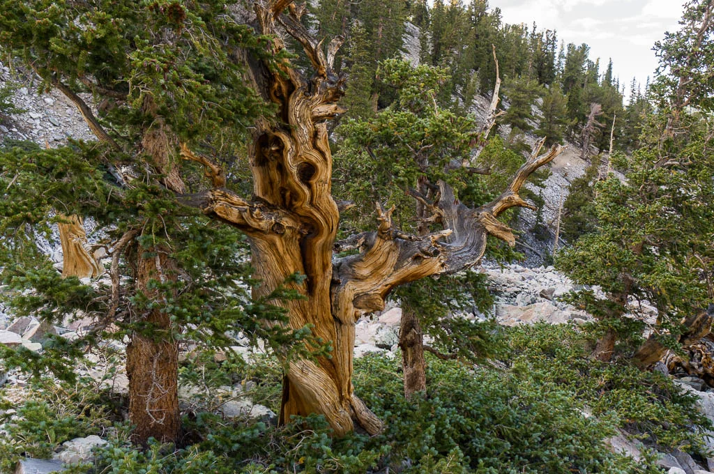 Road Trip: The Grand Californian Tree Tour
