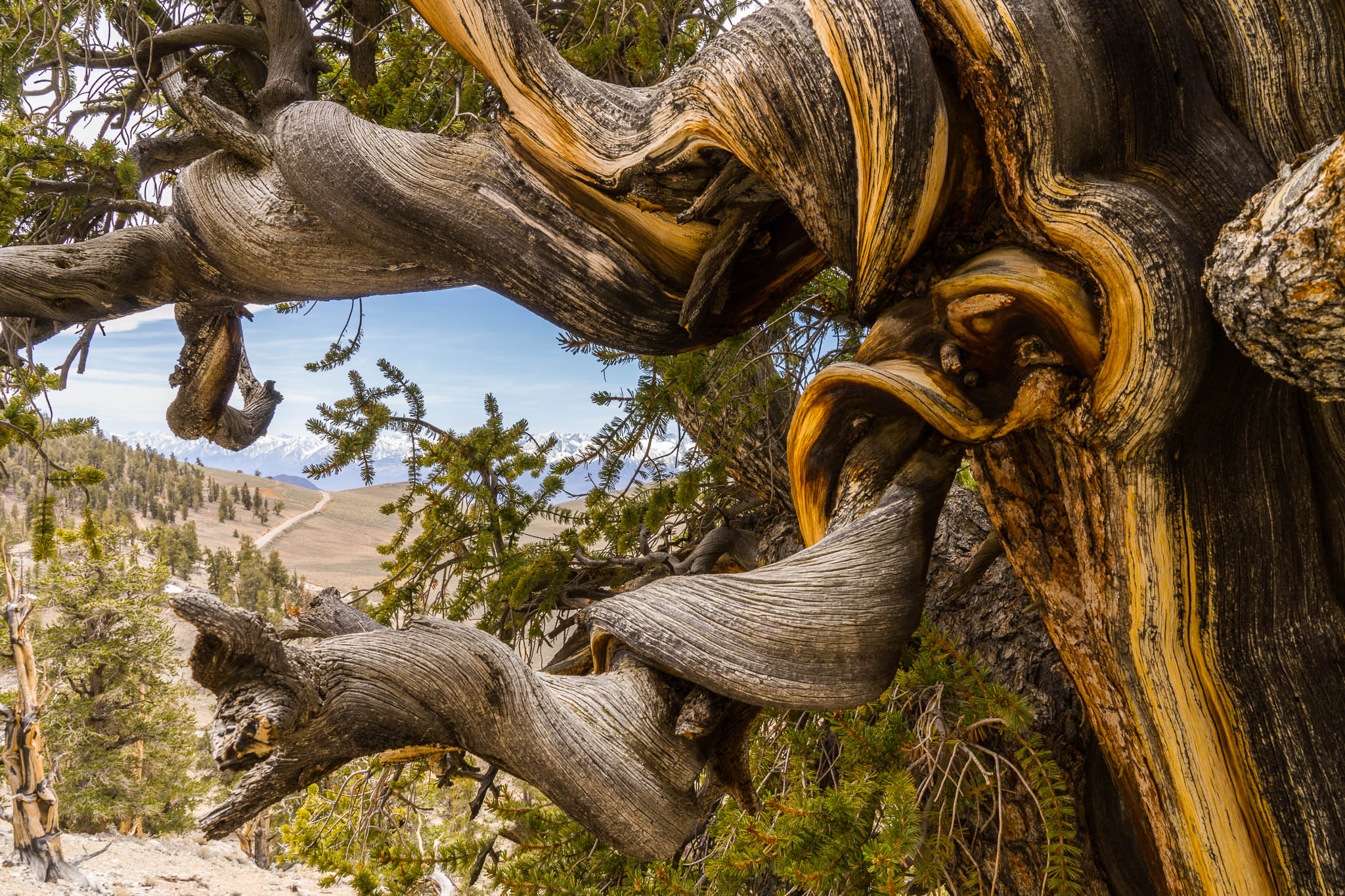 Кто живет на дереве. Калифорнийская Секвойя Гиперион. Секвойя Гелиос. Гиперион (дерево). Гелиос дерево.