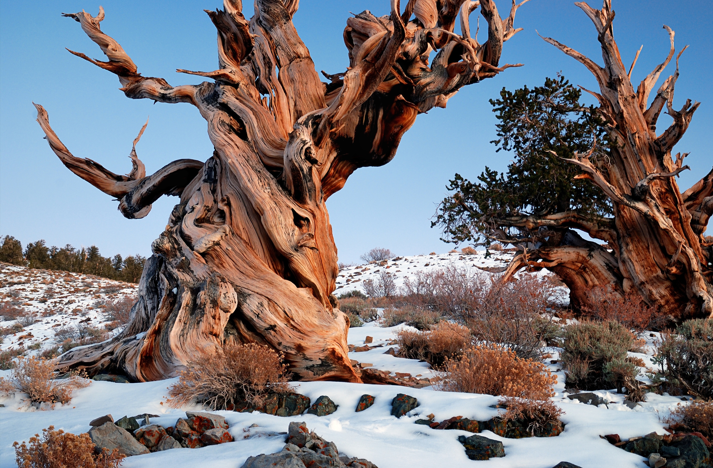 Ancient Bristlecone Pine Forest - Rick Goldwaser
