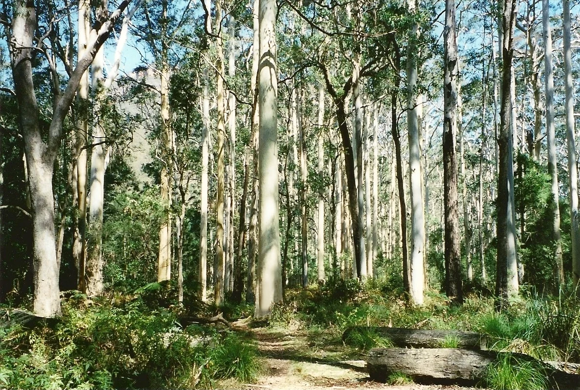 What's Up With All the California Eucalyptus? 