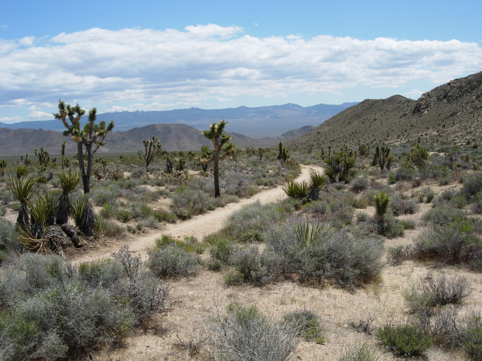 See that dark, shaded mountain in the background? Let's go. A section of the Spanish Trail through the Mojave Desert. Source: National Park Service
