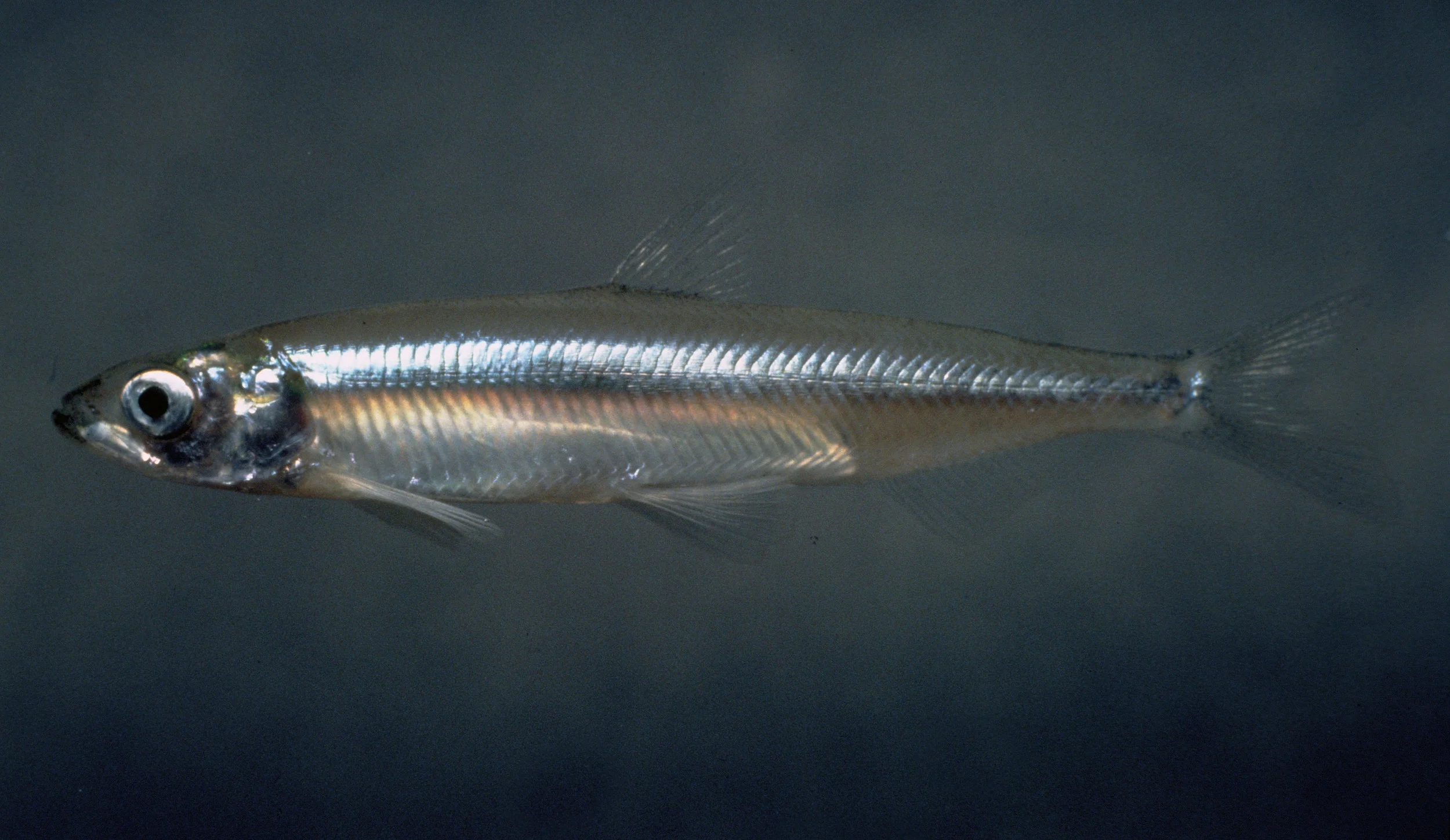 A California Species