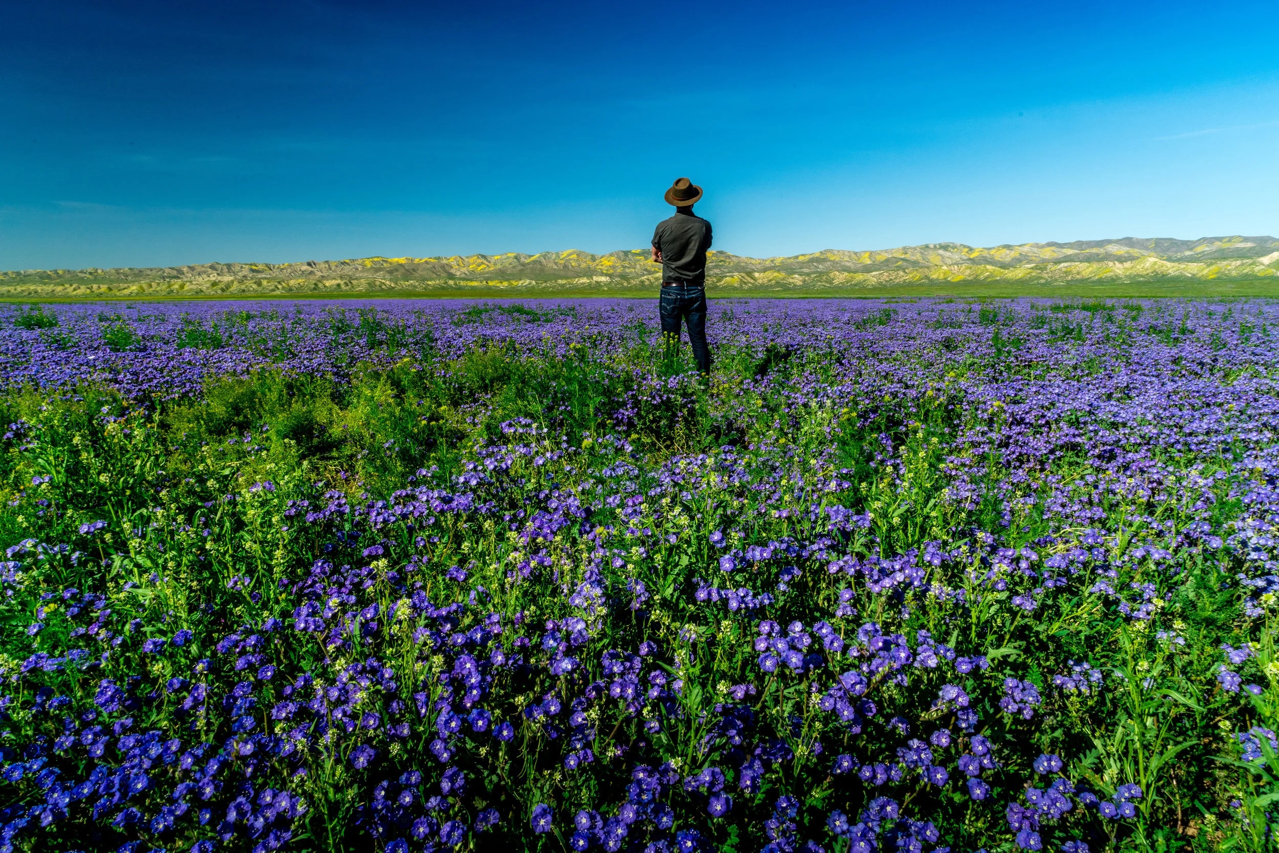 The Carrizo Plains Super Bloom