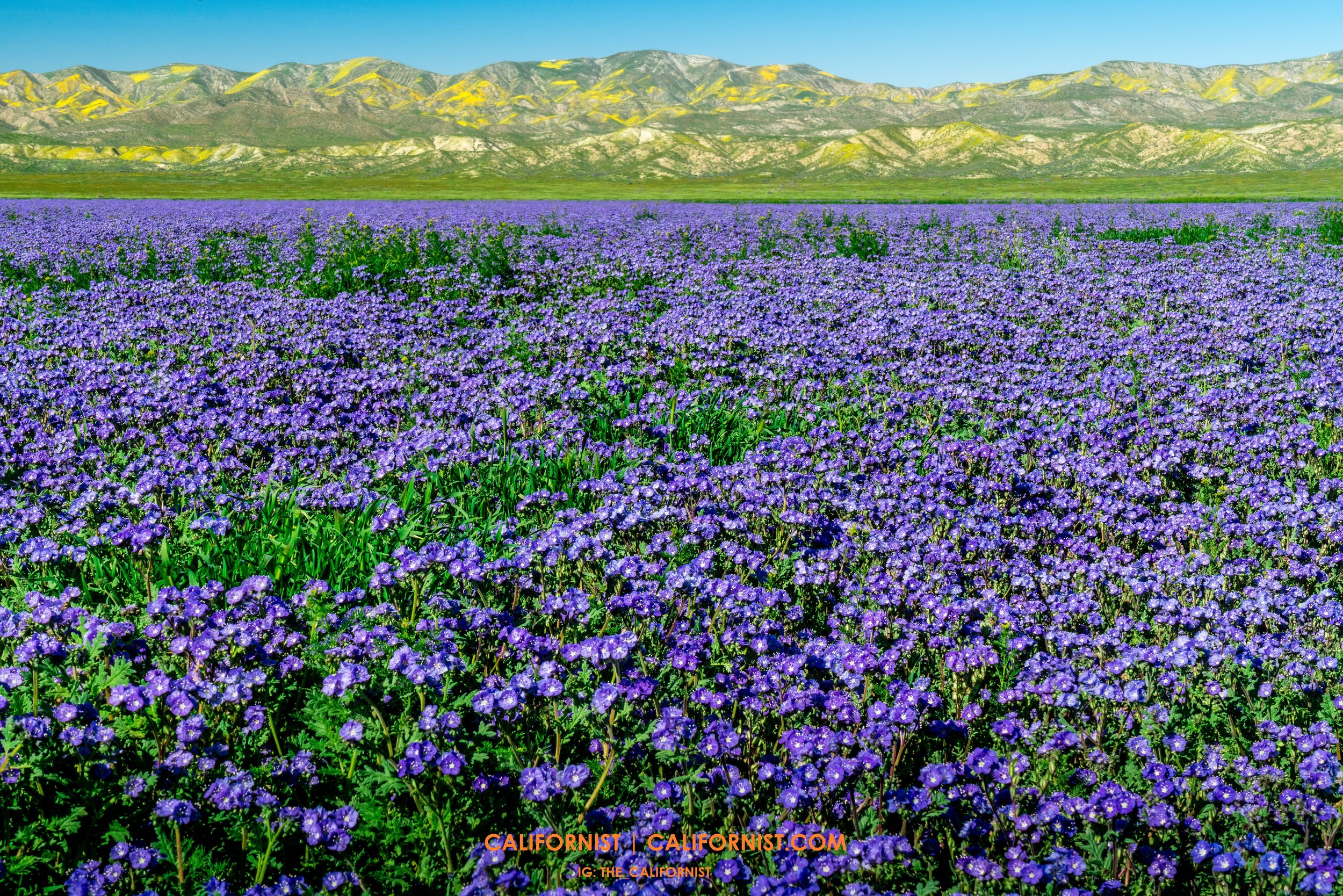 The Violet Lake