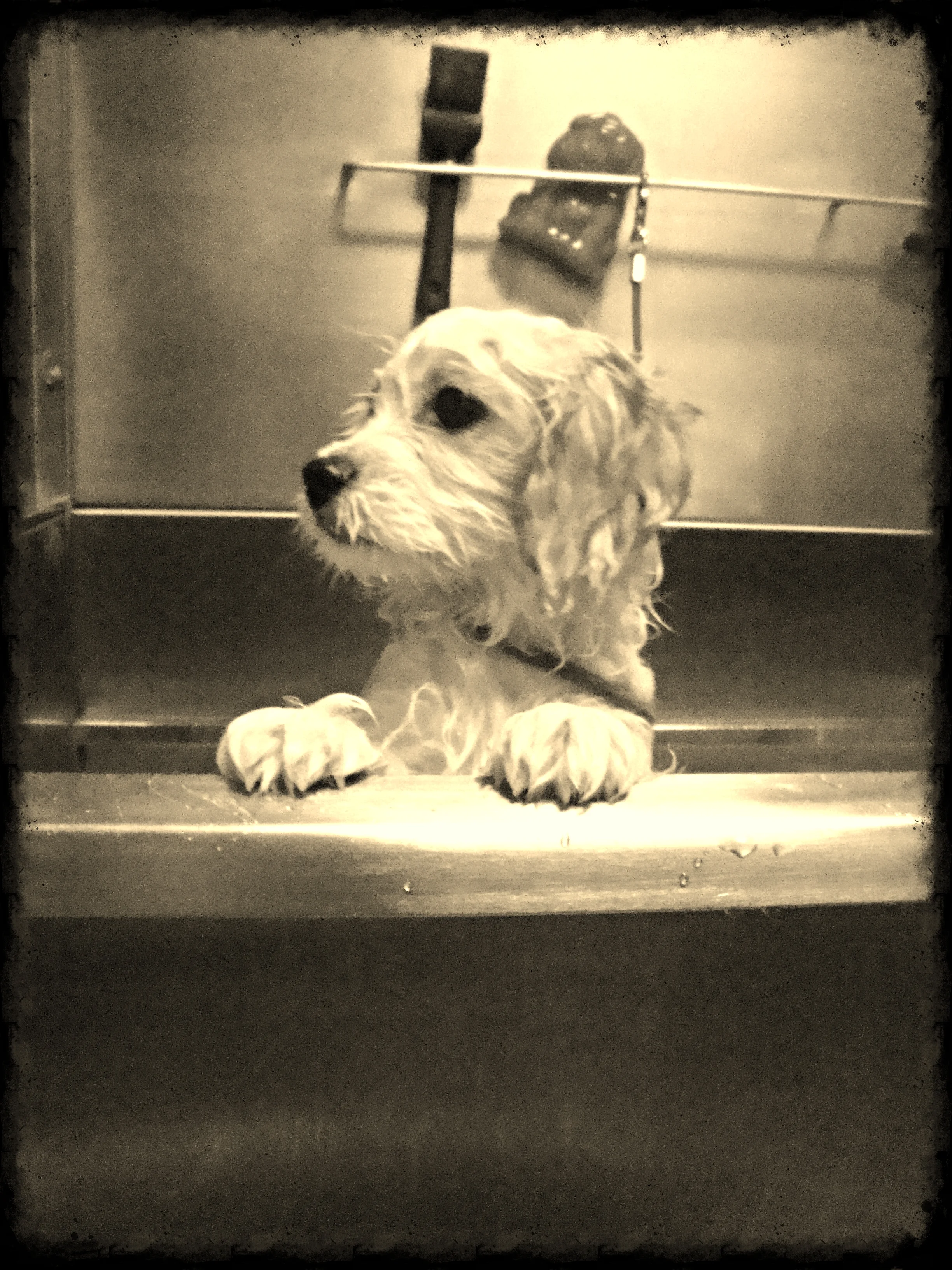 2014-8-13 Phoebe DURING.JPG