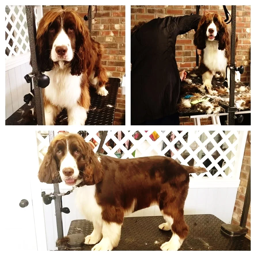 Riley's first groom.jpg
