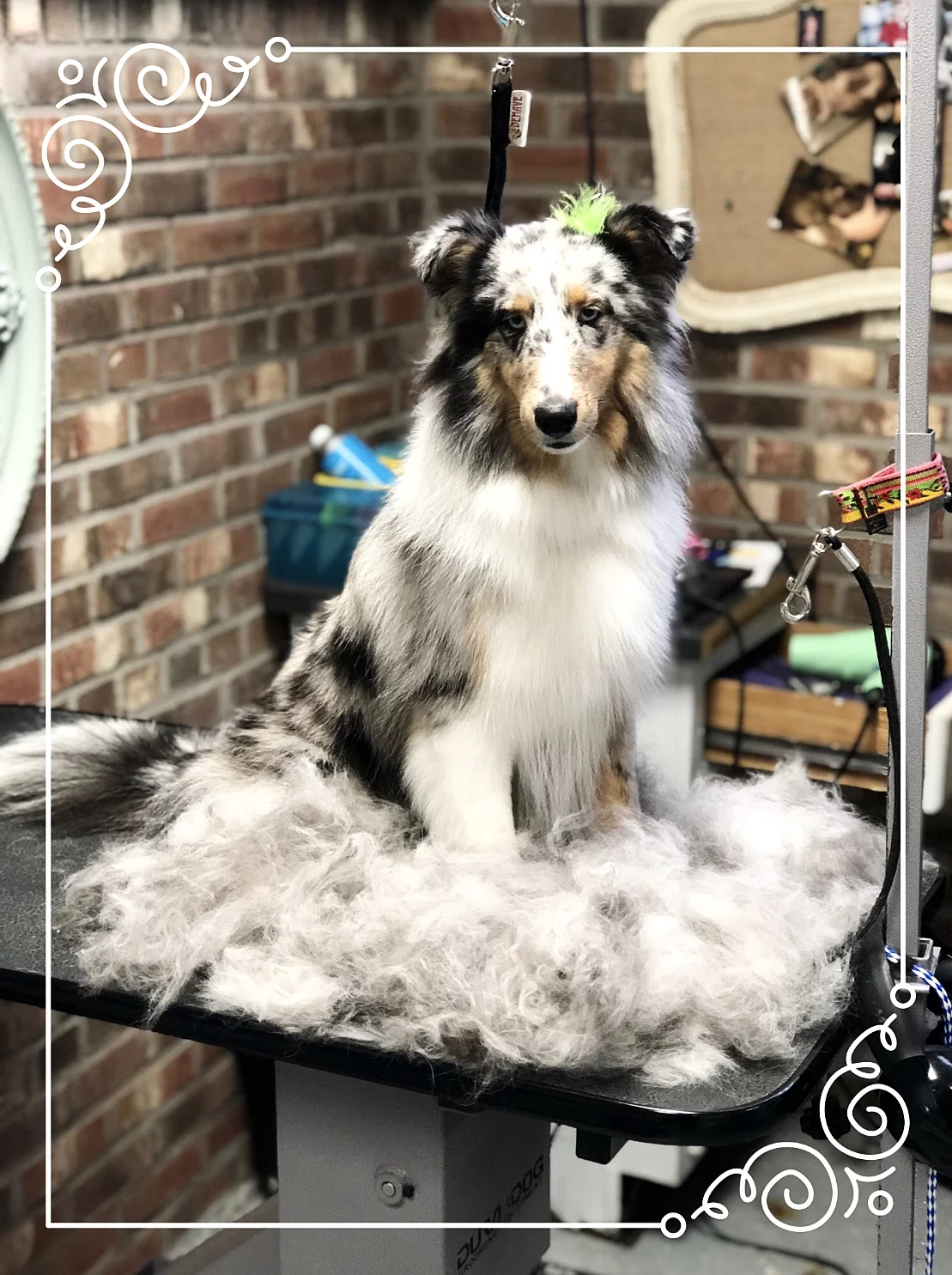 2018-11-13 Gypsy AFTERR.jpg