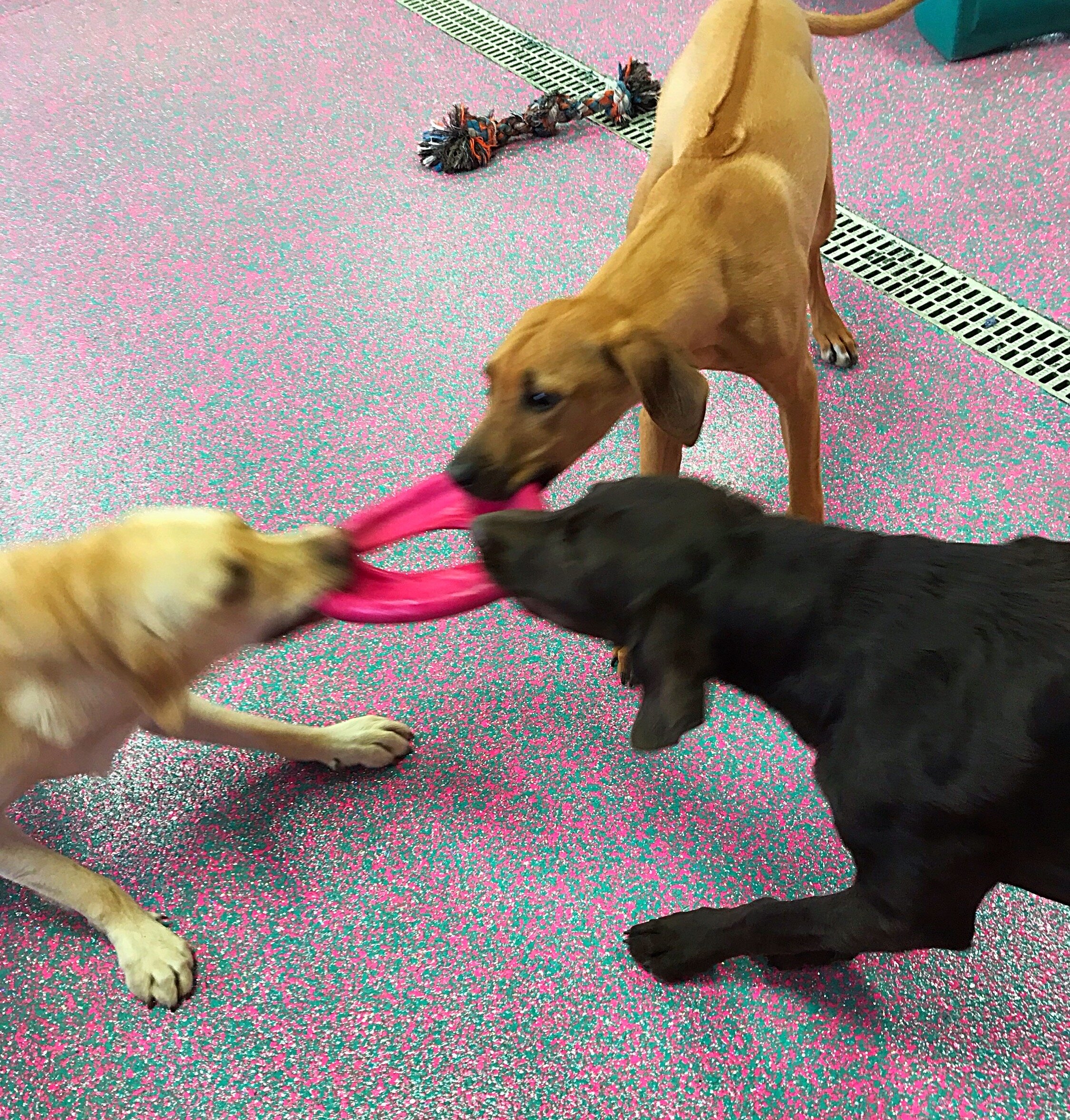 A three-way game of tug!