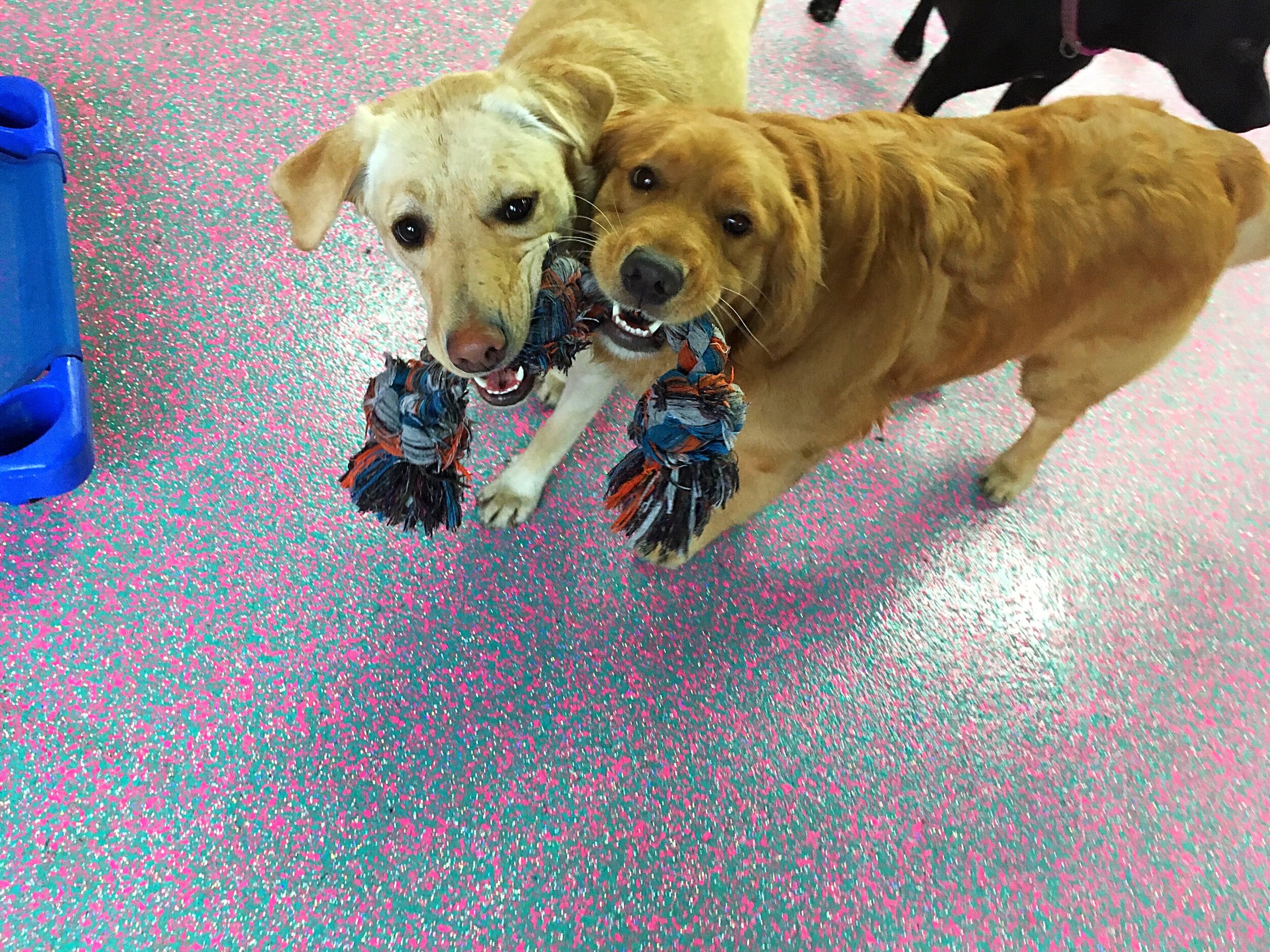 Golden daycare buddies