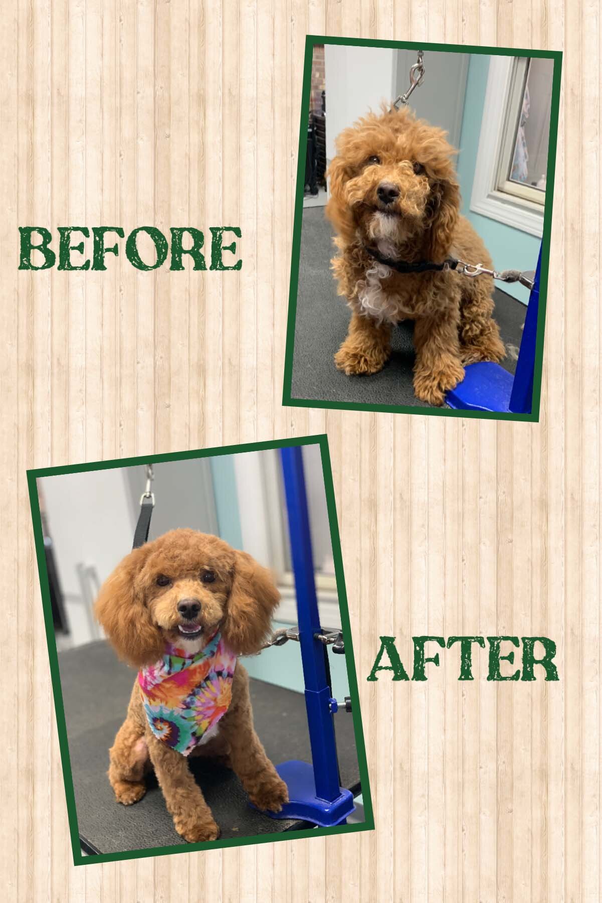 Penny's before and after photos!