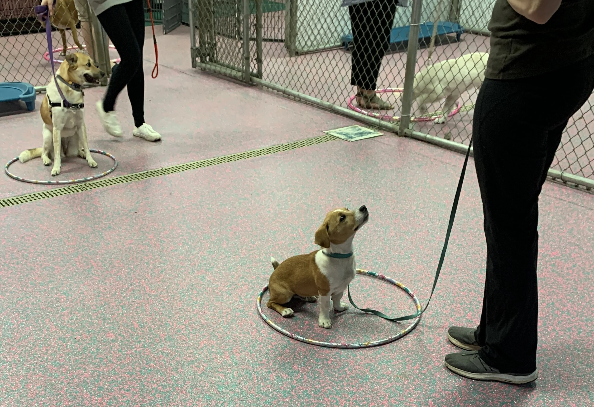 practicing sit and place.jpg