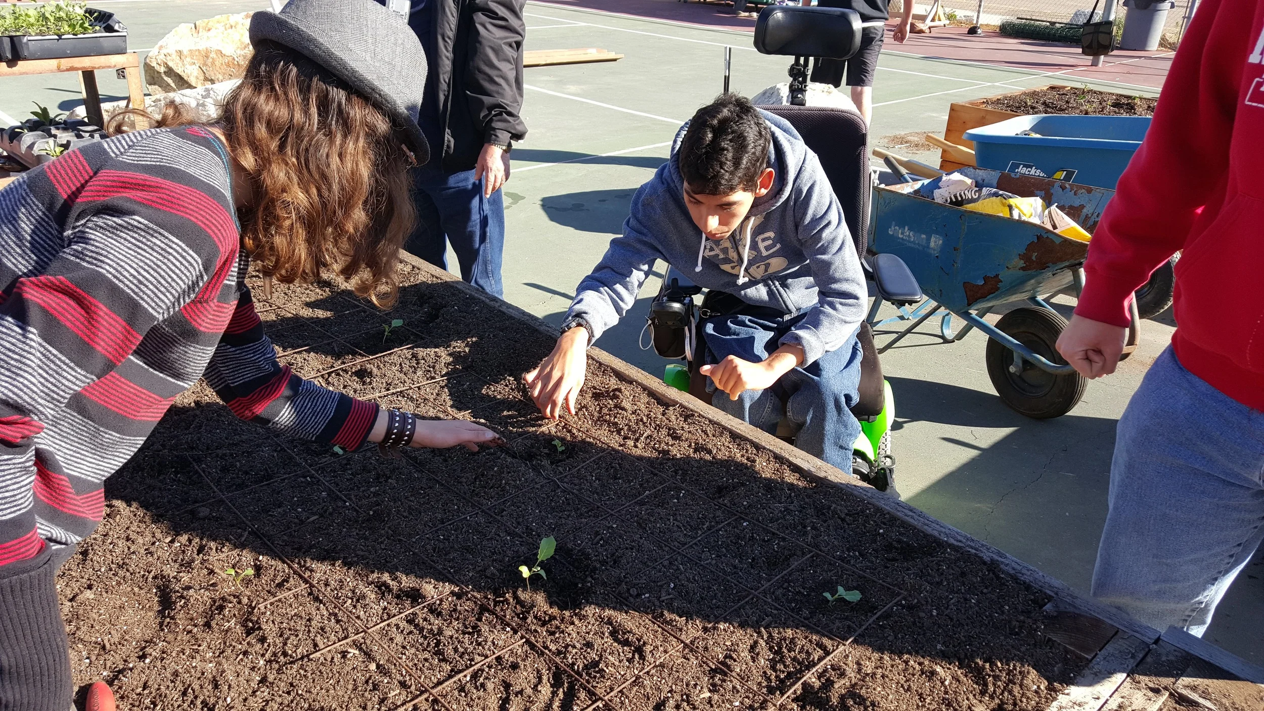 Planting broccoli