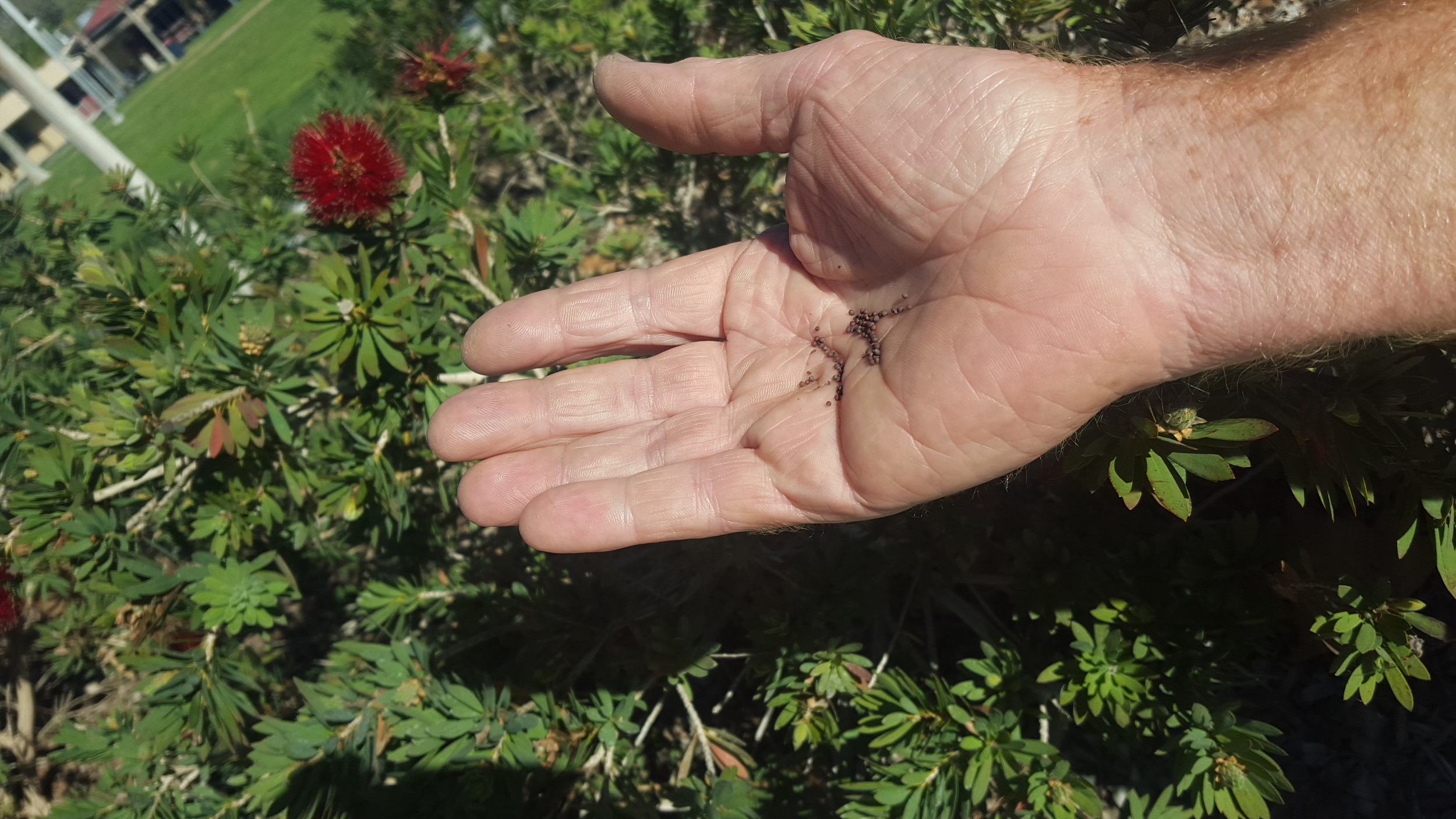 seeds.jpg