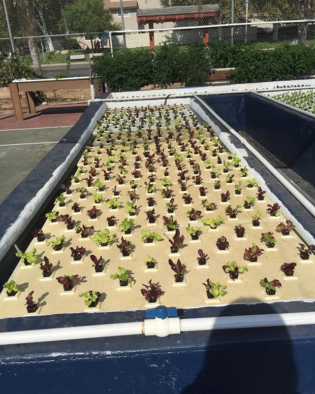 #abraxasgarden