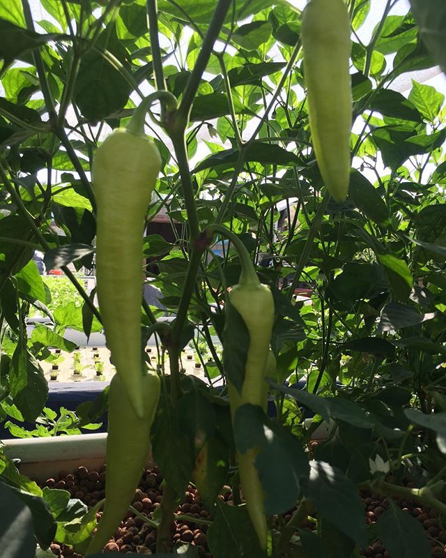 #abraxasgarden
