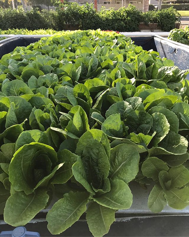 #abraxasgarden