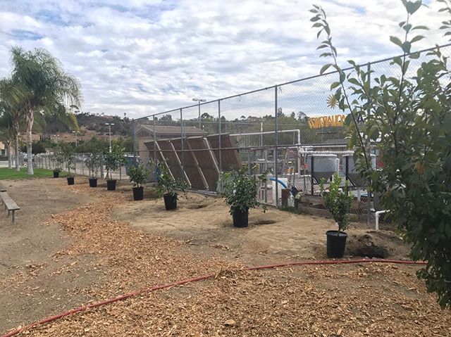 New trees for the abraxas orchard 🌳 #abraxasgarden