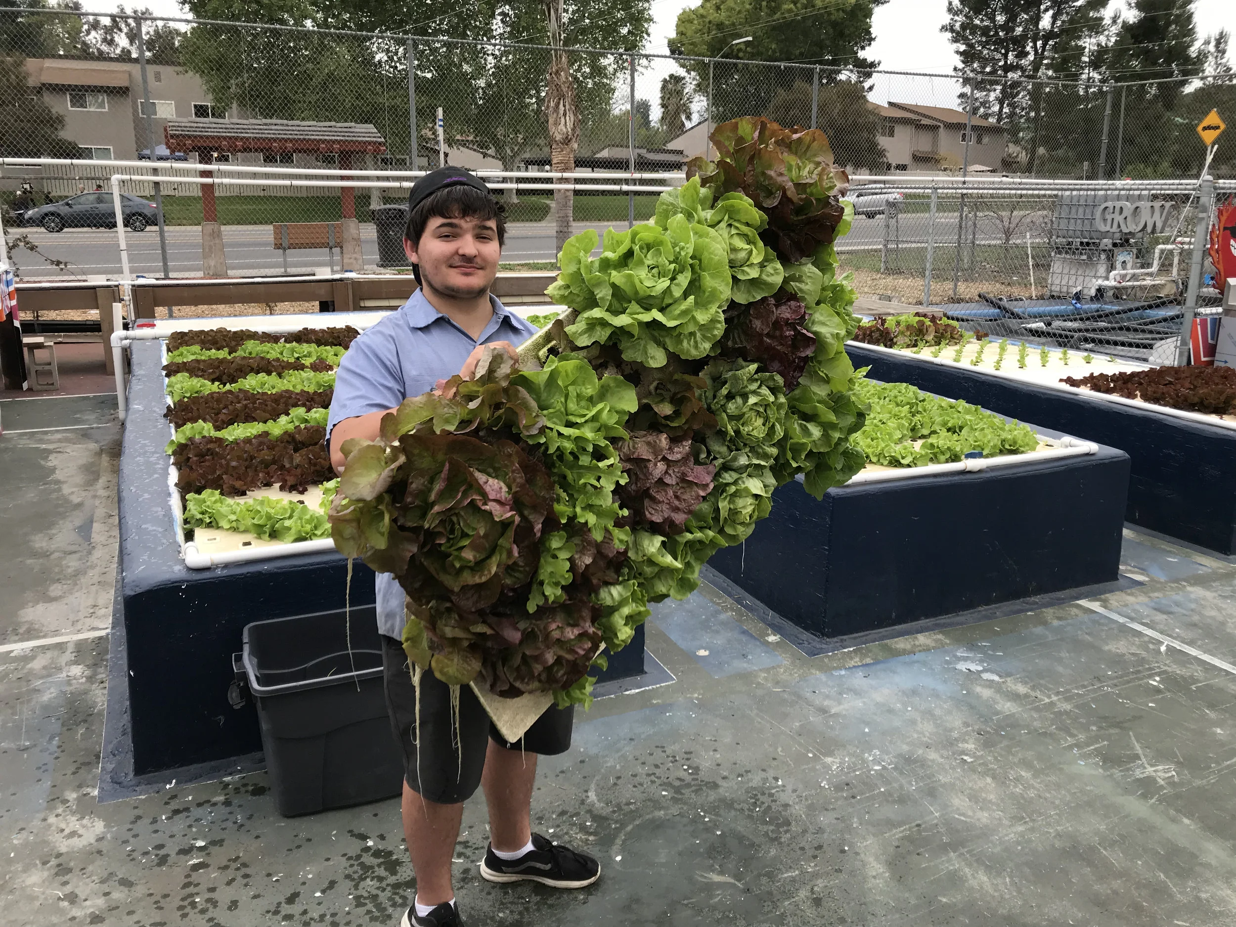 Harvesting massive Red & Green Butterhead Lettuce.