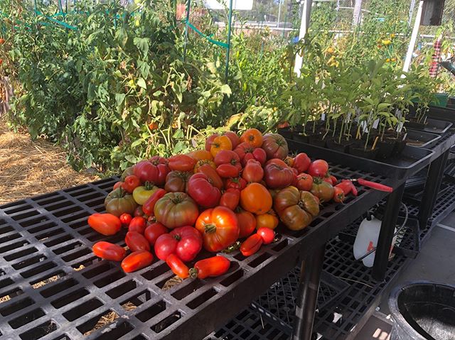 Tomatoes... The King of the summer #AbraxasGarden