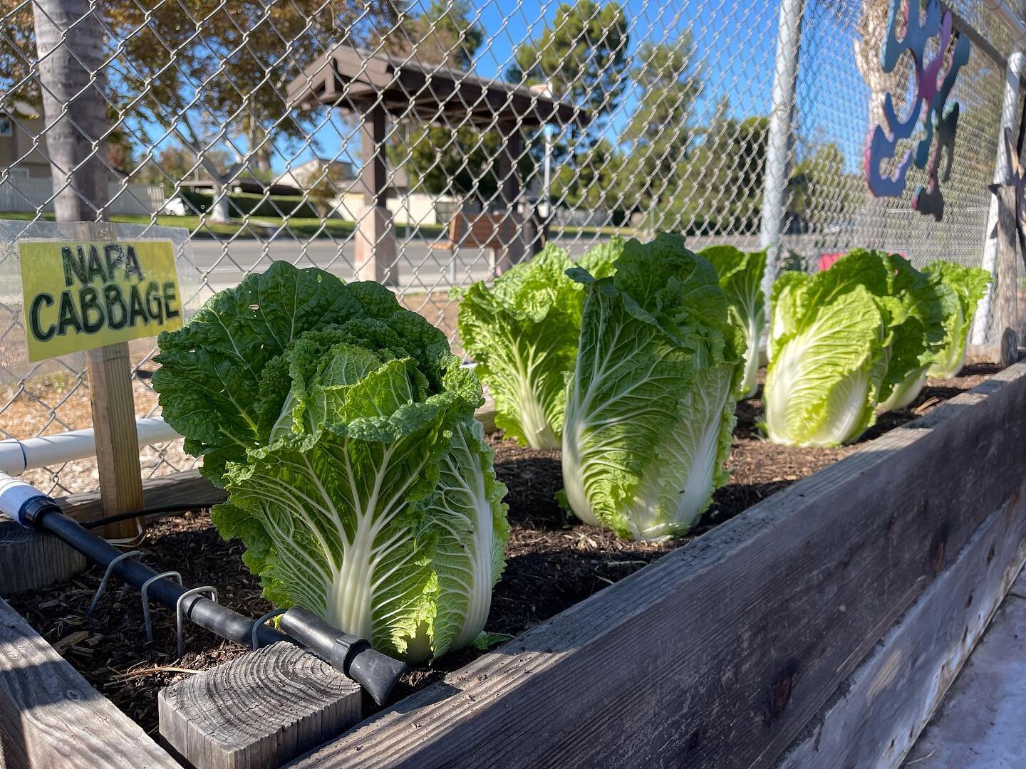 Fall garden is in full bloom