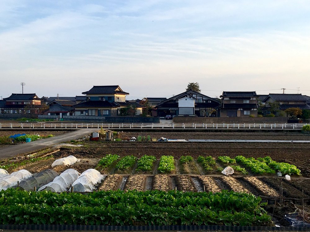 典型的な菜園 Typical garden in Takaoka