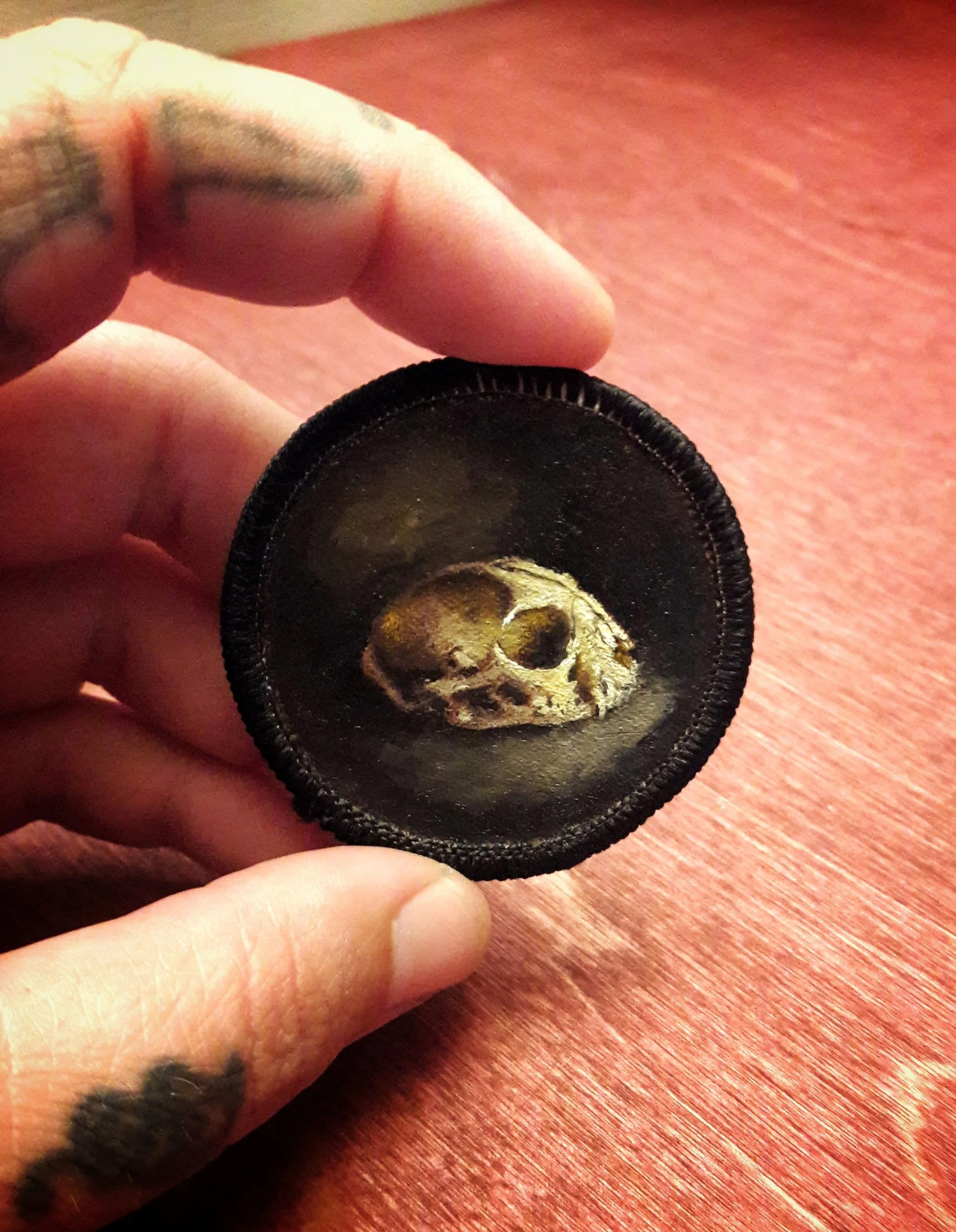 Bobcat Skull