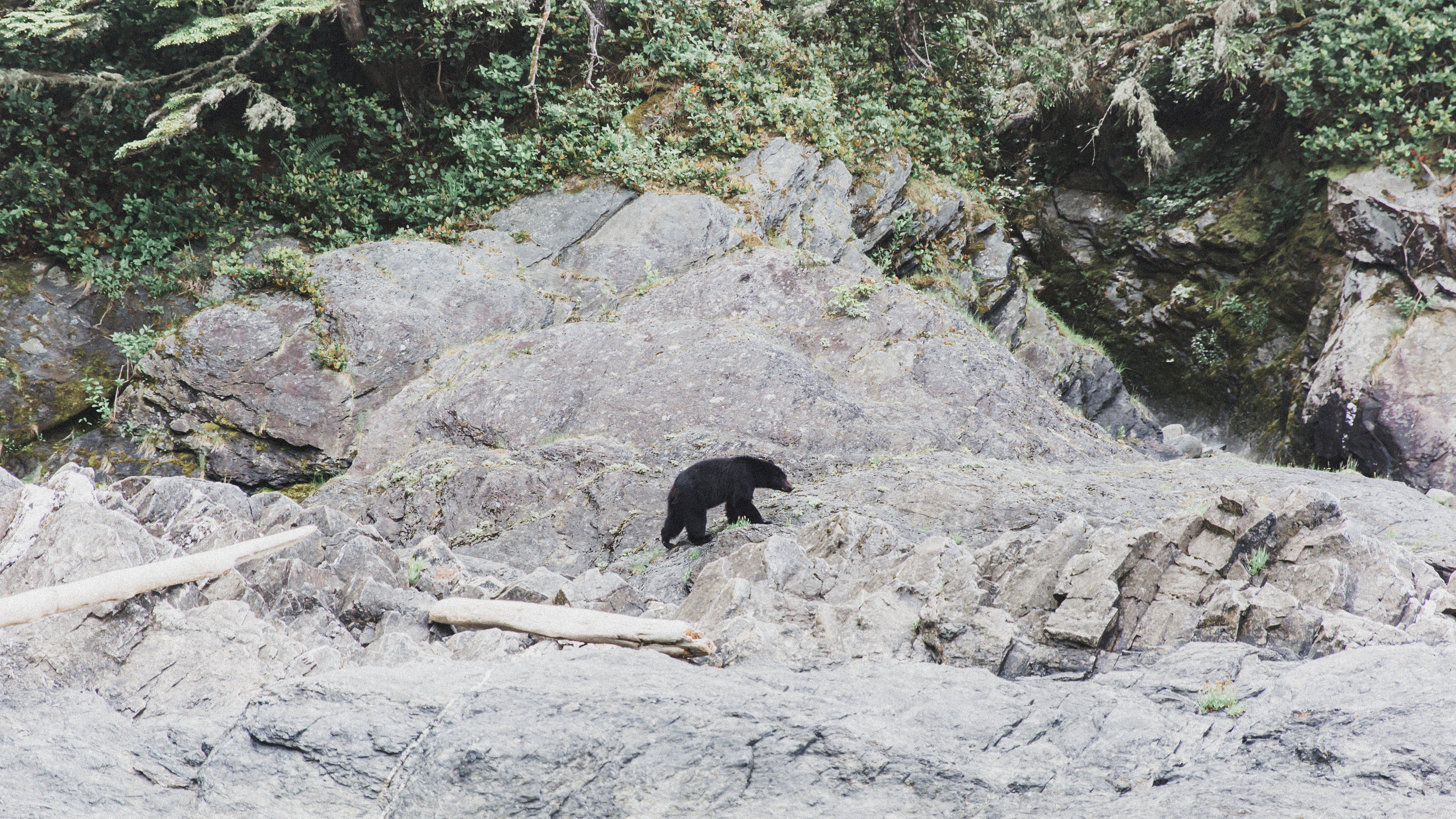 I was freaking out... Tyler was in heaven. This is one of 4 bears we saw throughout our trip, I only managed to get a photo of this guy.