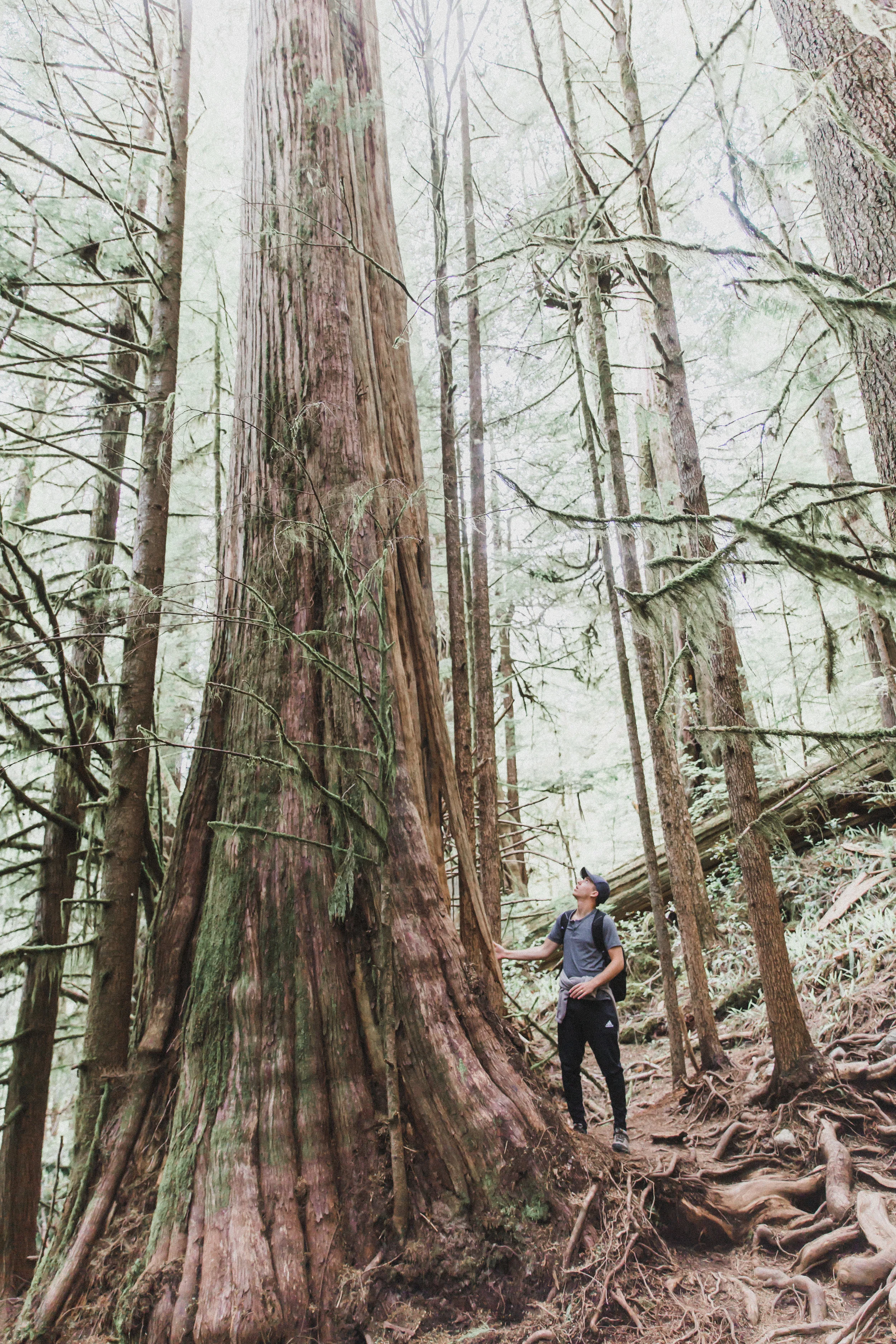 The trees in British Columbia are INSANE. Honestly the photos don't do them justice.