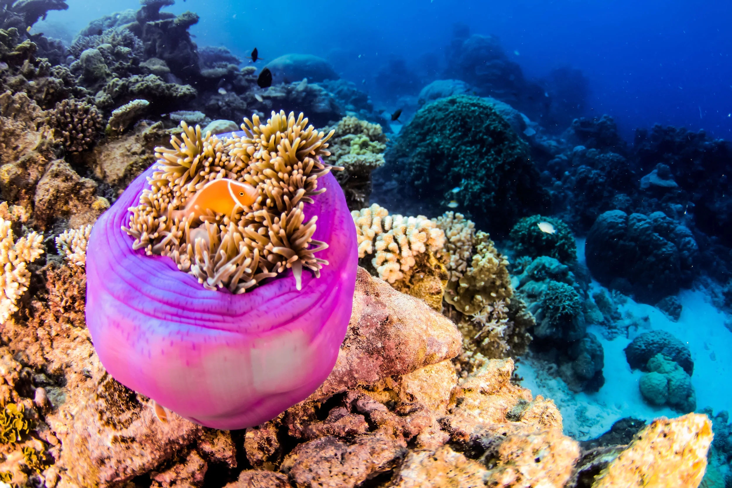 02.12.17 Reefy-89 (1).jpg