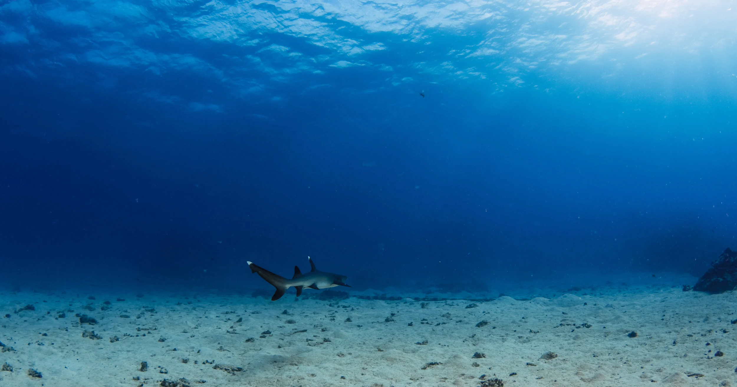 22.12.17 Reefy-44.jpg