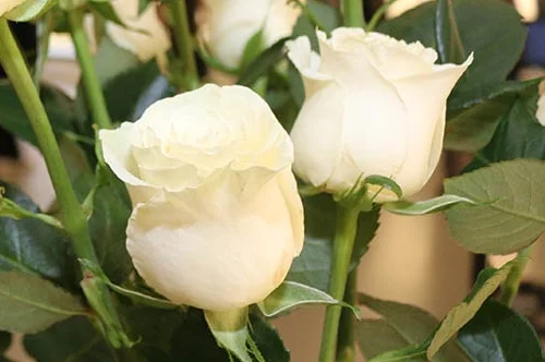 Saint Mary's honours the National Day of Remembrance & Action on Violence Against Women