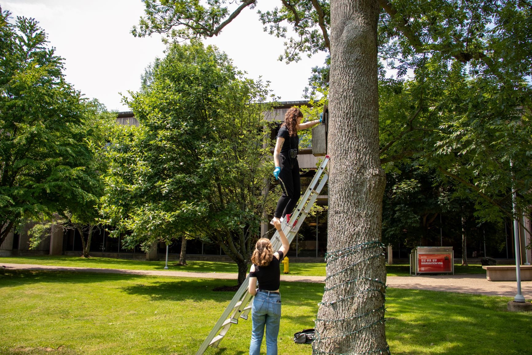  Alyssa Wells (shown here steadying the ladder for Armstrong) credits a fourth-year biology course with Dr. Barber as the reason she fell in love with the field of behavioural ecology. She was fascinated with how researchers create observational stud