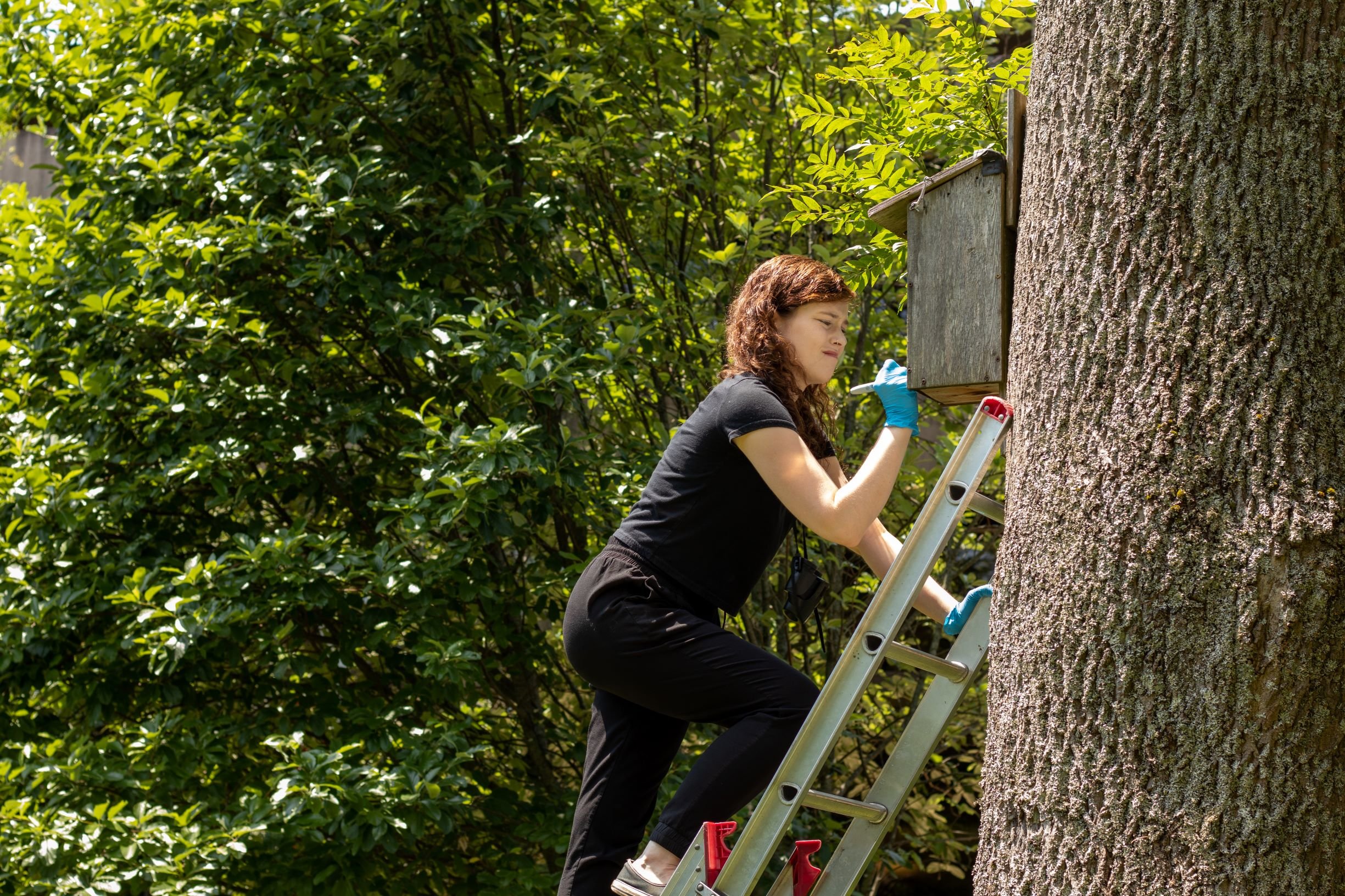  Summer student researcher Gabi Armstrong says&nbsp;her starling research focuses on the nests they use to raise their young. She is examining the materials they incorporate into their nests, including natural (e.g., feathers, greenery, sticks, etc.)