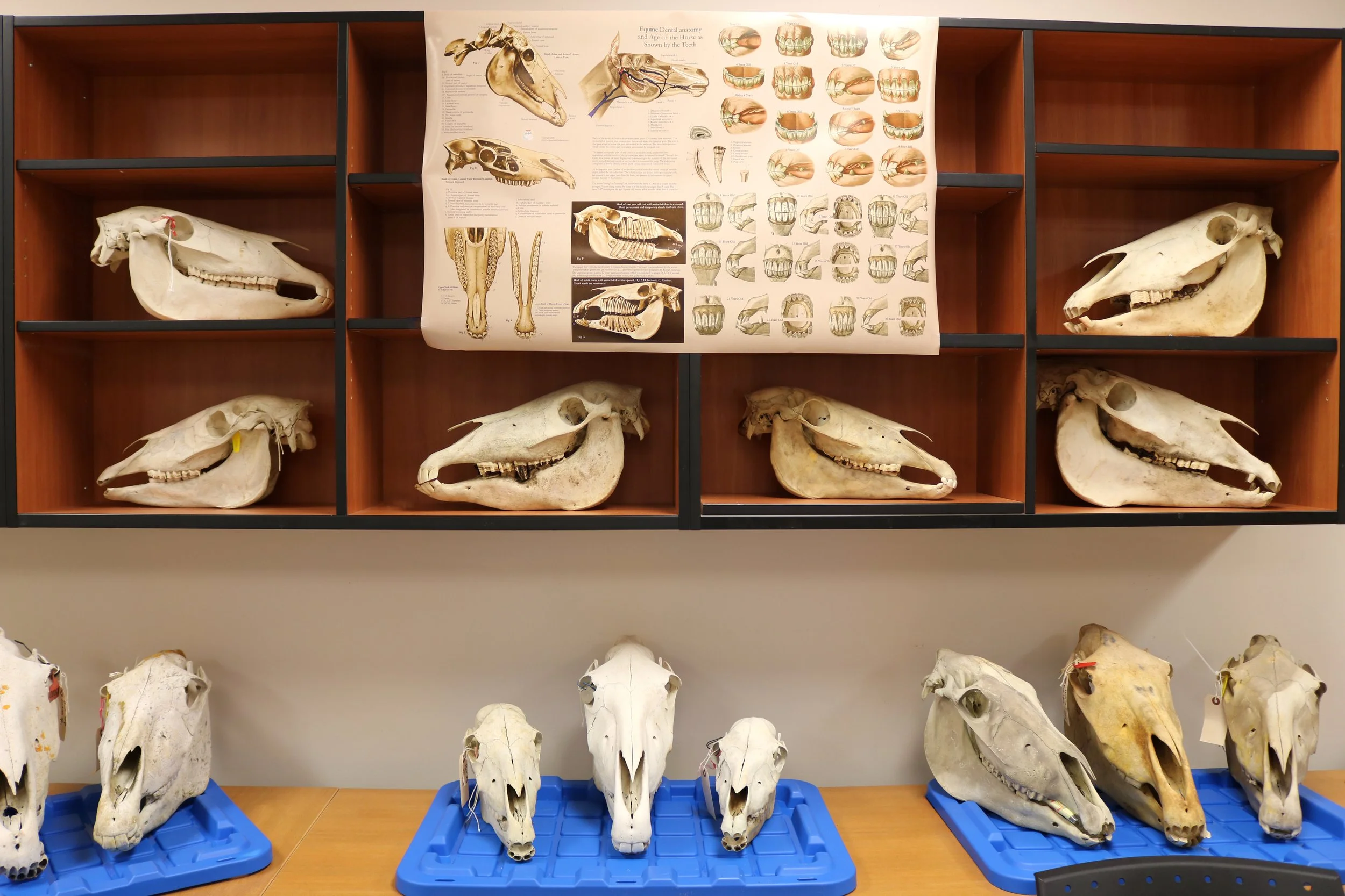 Saint Mary’s students research Sable Island horse skulls