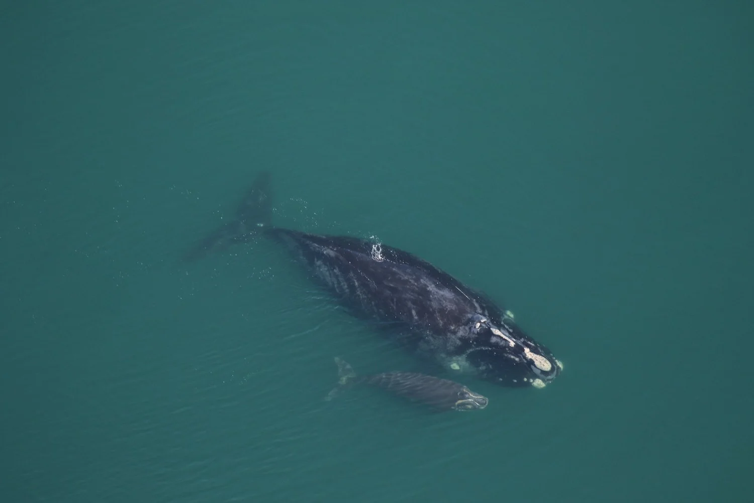  Credit: Clearwater Marine Aquarium Research Institute, taken under NOAA permit 20556 