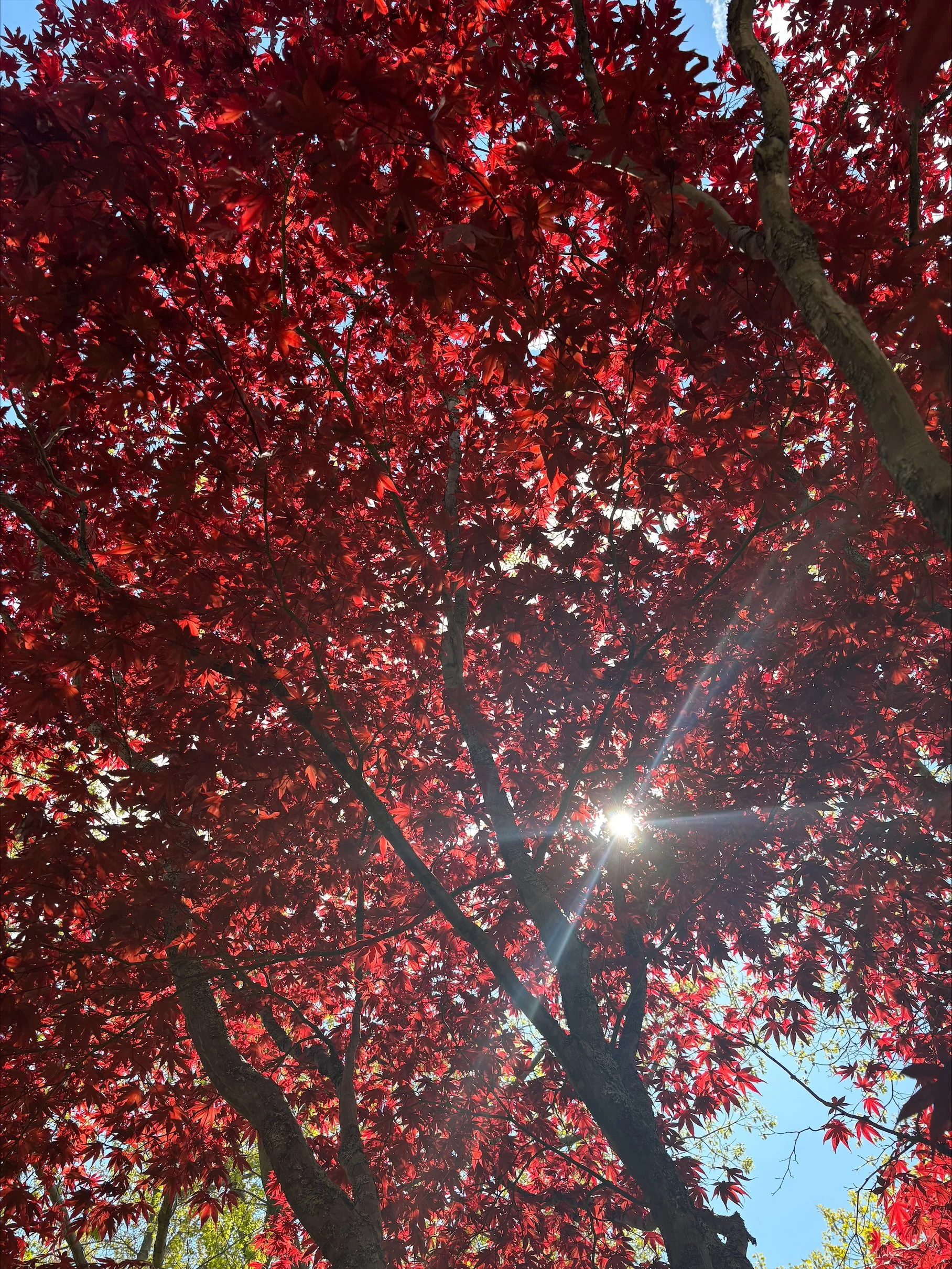 Japanese Maple Acer palmatum