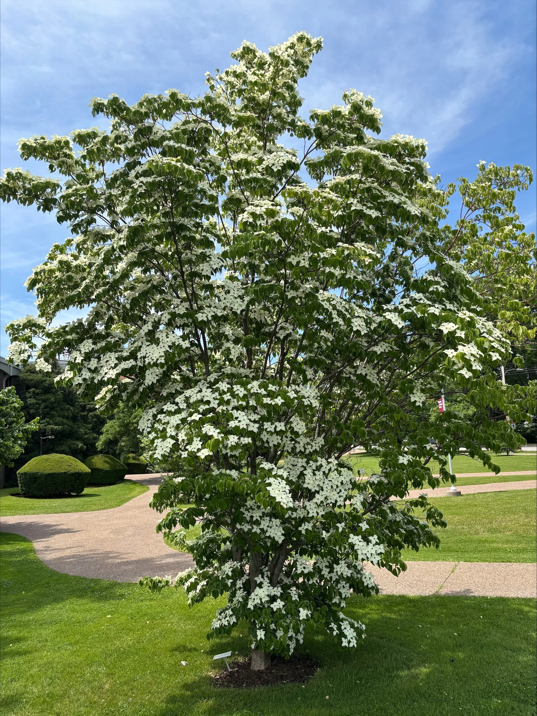 Alternate-leaved Dogwood Cornus artenifolia